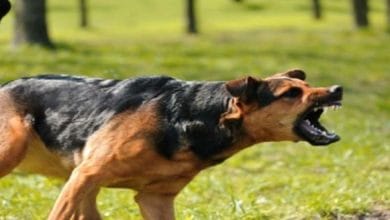 الحكم على ألماني