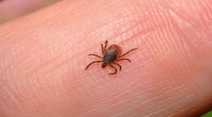 شكل حشرة الجرب