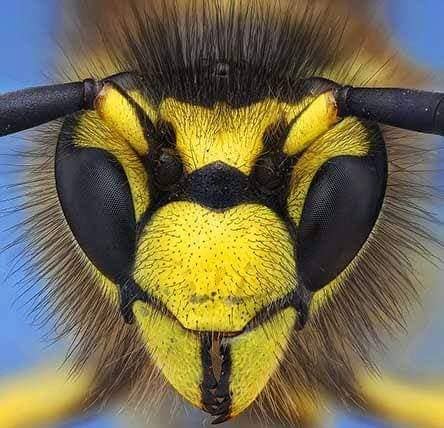 ألمانيا قتل الدبابير يعرضك لغرامة مالية كبيرة ألمانيا قتل الدبابير يعرضك لغرامة مالية كبيرة