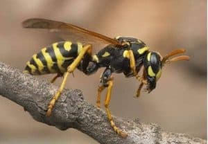 ألمانيا قتل الدبابير يعرضك لغرامة مالية كبيرة ألمانيا قتل الدبابير يعرضك لغرامة مالية كبيرة