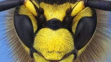 ألمانيا قتل الدبابير يعرضك لغرامة مالية كبيرة