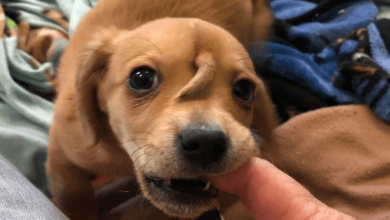 ألمانيا عجوز ستيني يفارق الحياة بعد أن قام كلبه بلعق وجهه