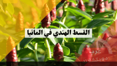 القسط الهندي في المانيا معلومات كاملة عن هذه النبتة اسماؤها وفوائدها وهل لها اضرار على الجسم