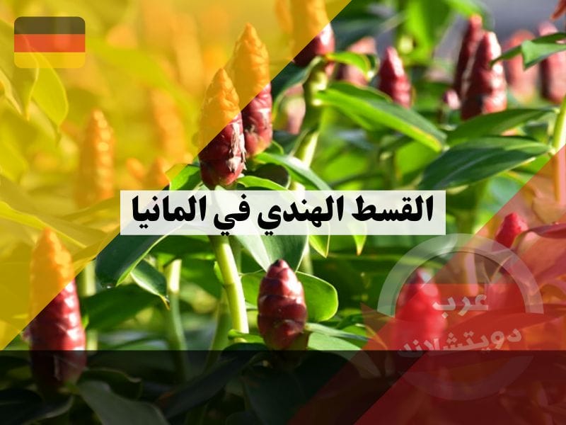 القسط الهندي في المانيا معلومات كاملة عن هذه النبتة اسماؤها وفوائدها وهل لها اضرار على الجسم