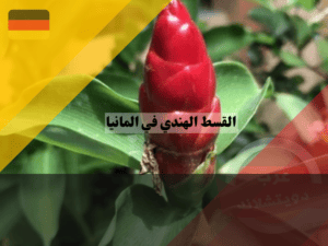 عرب دويتشلاند - 2023-05-28T133350.819