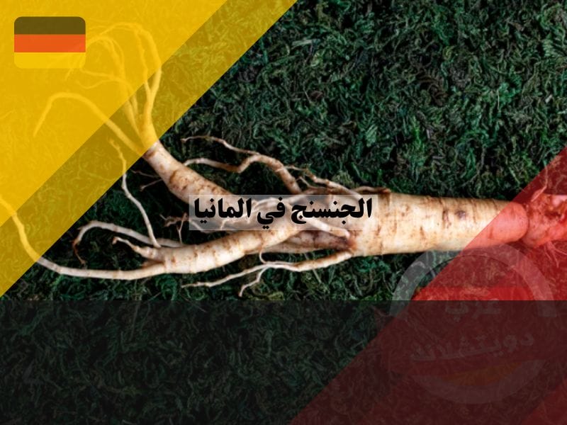 لمحة عن عشبة الجنسنج