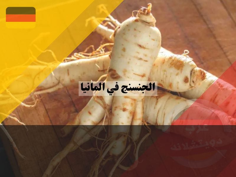 عشبة الجنسنج في المانيا