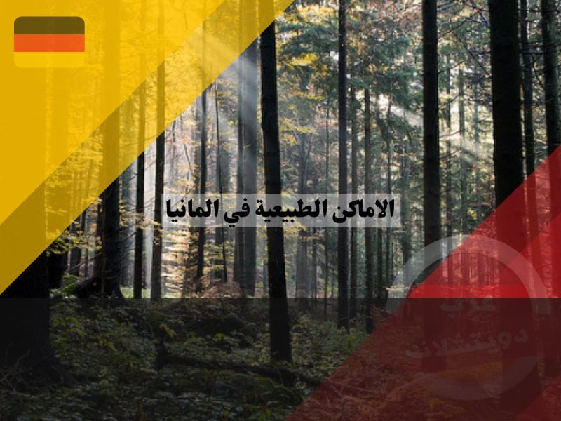 الغابة السوداء